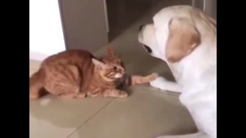 Cute Dog and Cute Cat. #cat #dog #catdogvideo