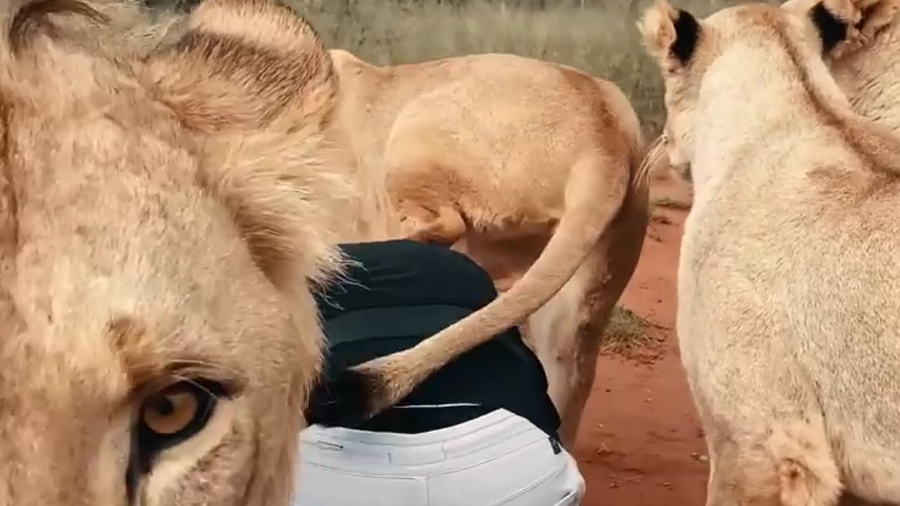 Lion Attack_🦁 on Human