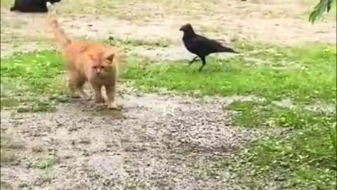 Funny animal videos