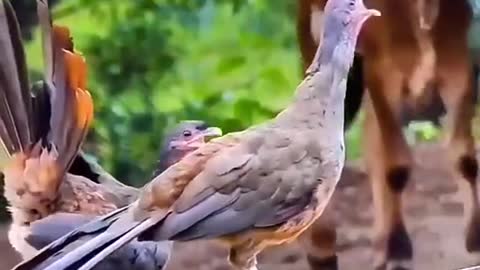 Do you know any birds