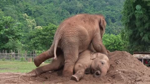 Cute Baby Elephant Pyi Mai Doesn't Want Her Playmate Take A Nap - ElephantNews