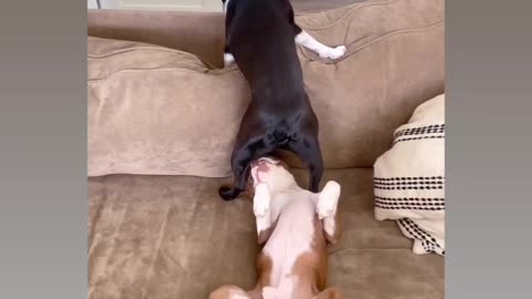 Funny dog farts