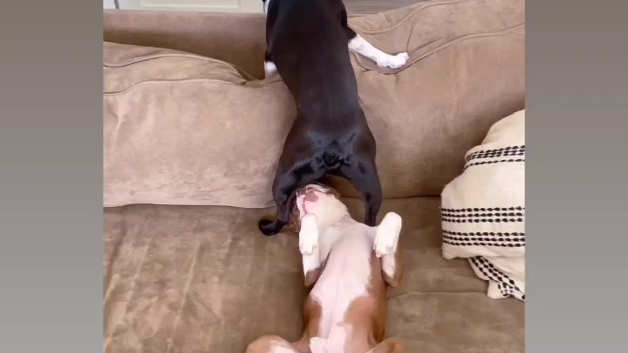 Funny dog farts