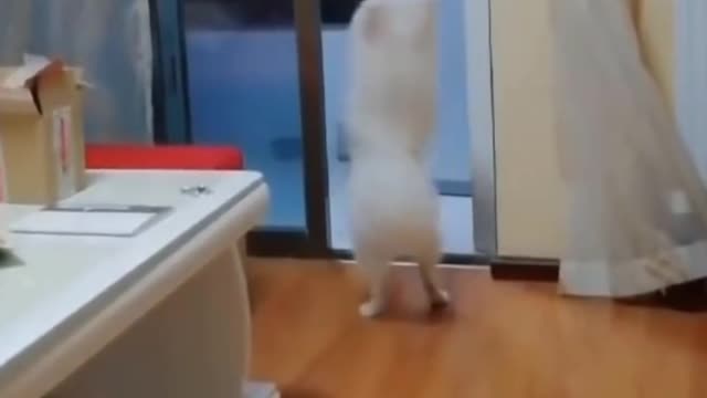 Funny dog