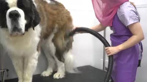 This St. Bernard is MASSIVE - 200lbs