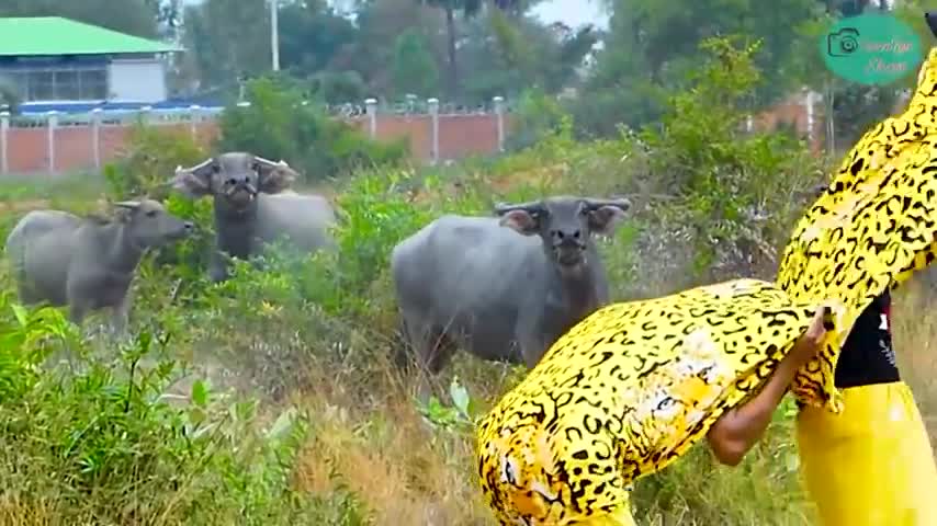 Fake Strange cow prank to Buffalos make funny video