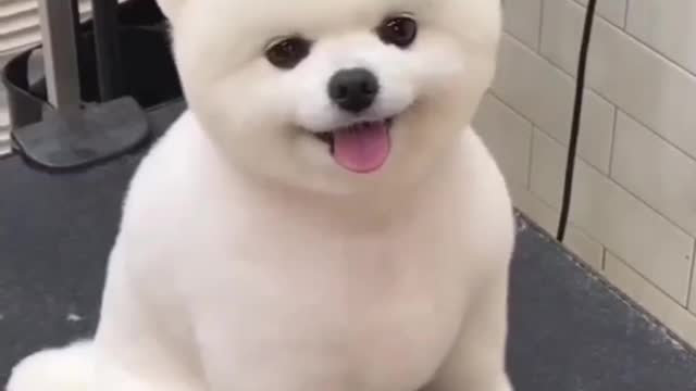 American pomeniyan puppies