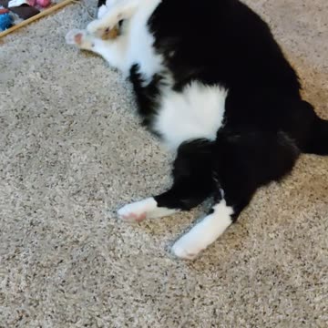 Eating Smart Ones Chicken Parmesan, Dbn, MI, 8/6/23