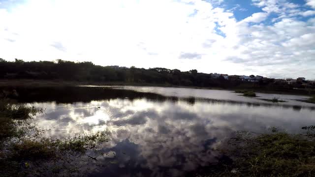 walking in the pond near my house.