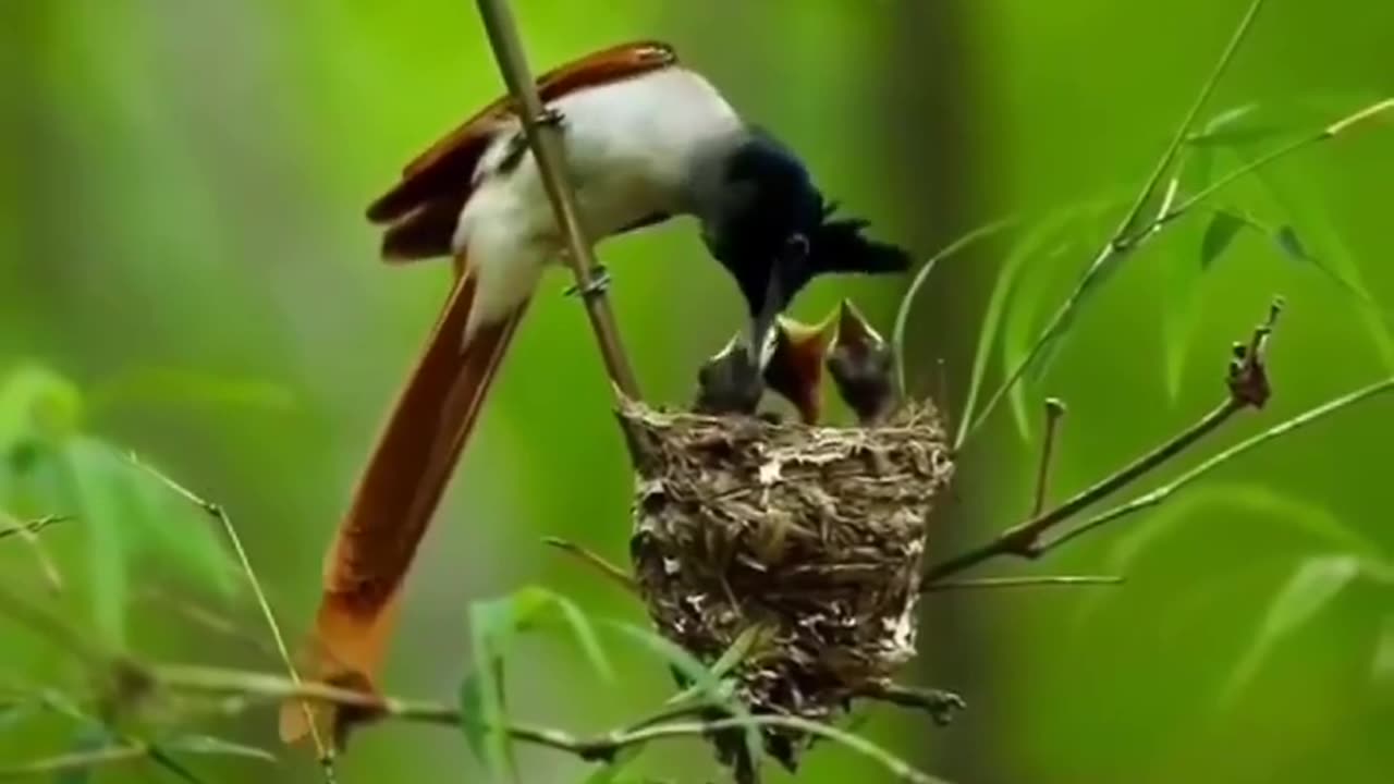 Wildlife in closer view with a natural perspective.