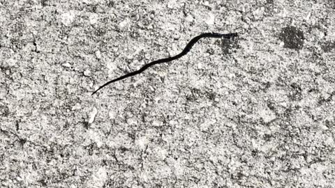 Little snake i scared into the grass