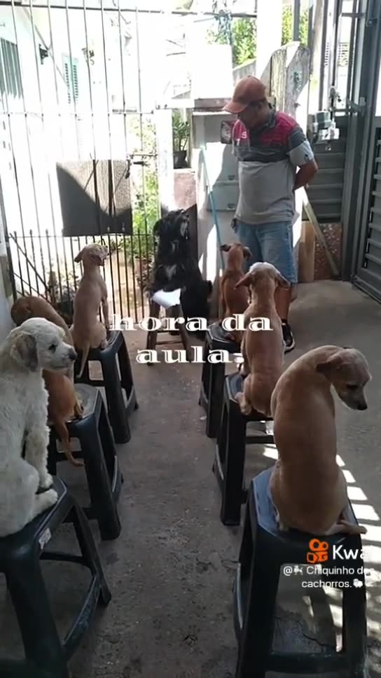 class is in session dog training counting blessings http://bit.ly/countyourblessu