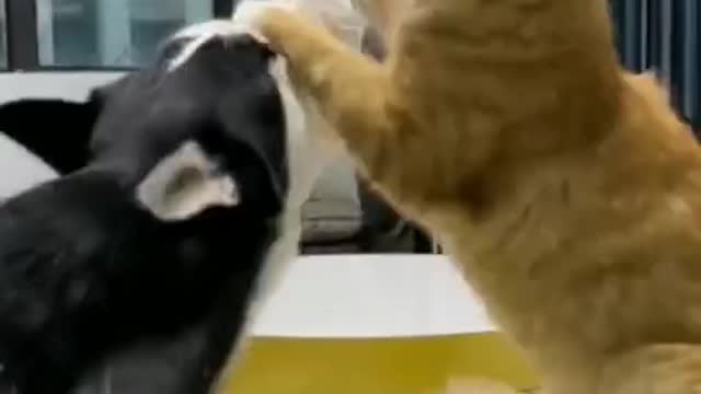 Cat and dog wars