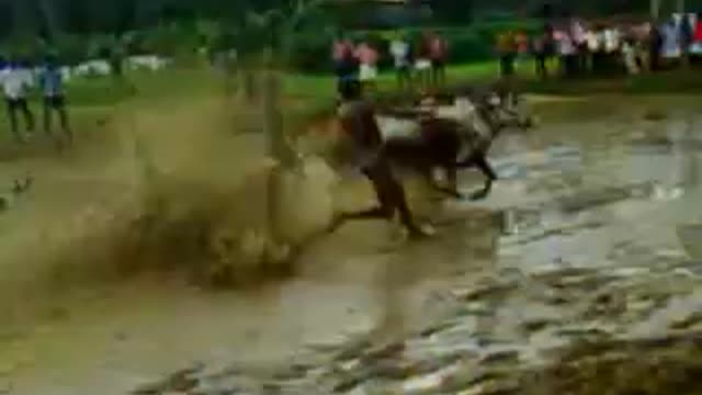 Bull race