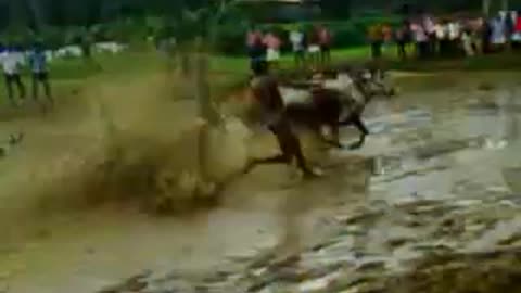 Bull race