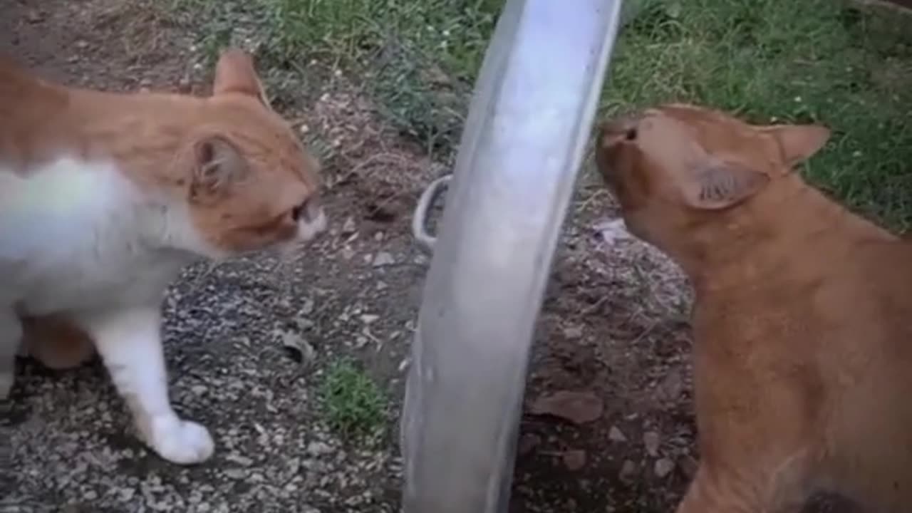 The end #pets #dog #pet #animal #funny #funnyvideo