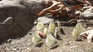 Dancing butterflies