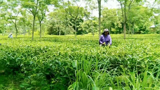 TEA HARVESTING/ASSAM/