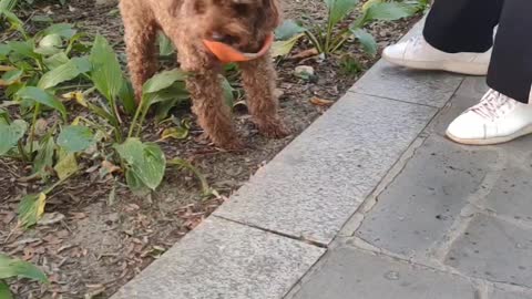 puppy