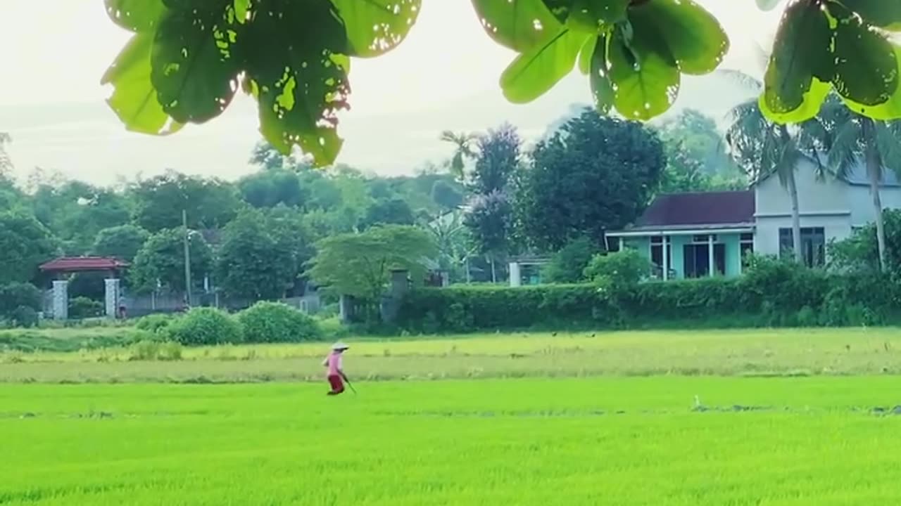 Childhood with kites