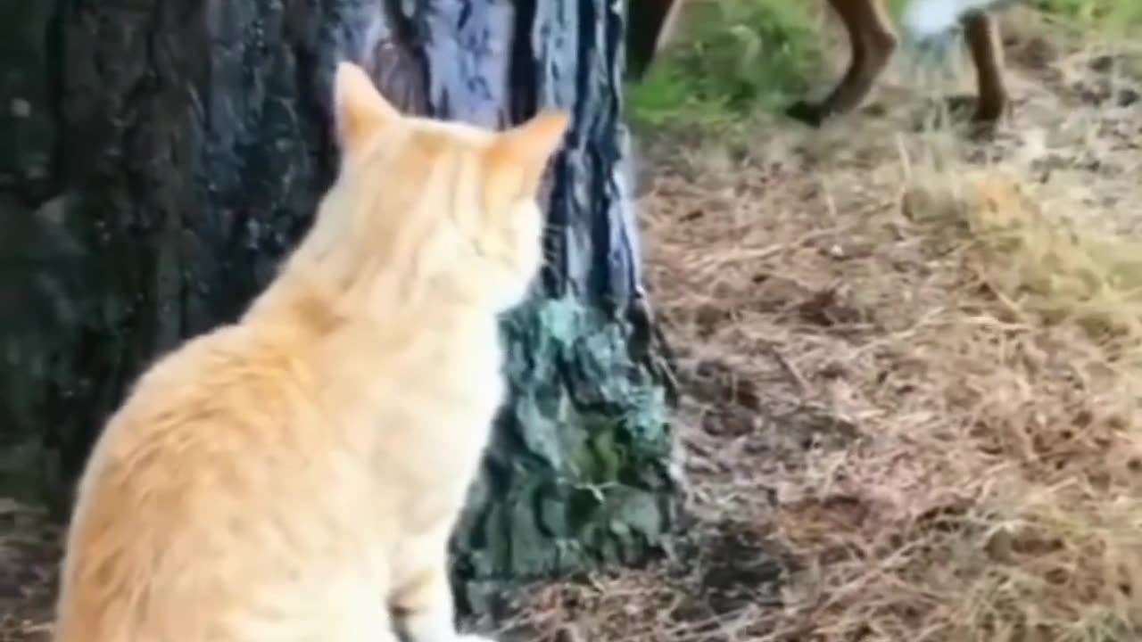 Hide & seek