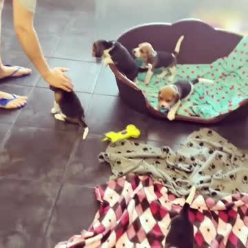 Beagle puppies are such a handful /MIRRORED//