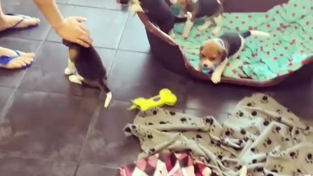 Beagle puppies are such a handful /MIRRORED//