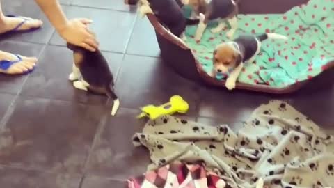 Beagle puppies are such a handful /MIRRORED//