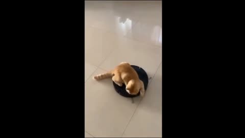Lovely and funny animals...#dog#cat#Funny animals video😂😍💚🐾🌏🐈‍⬛