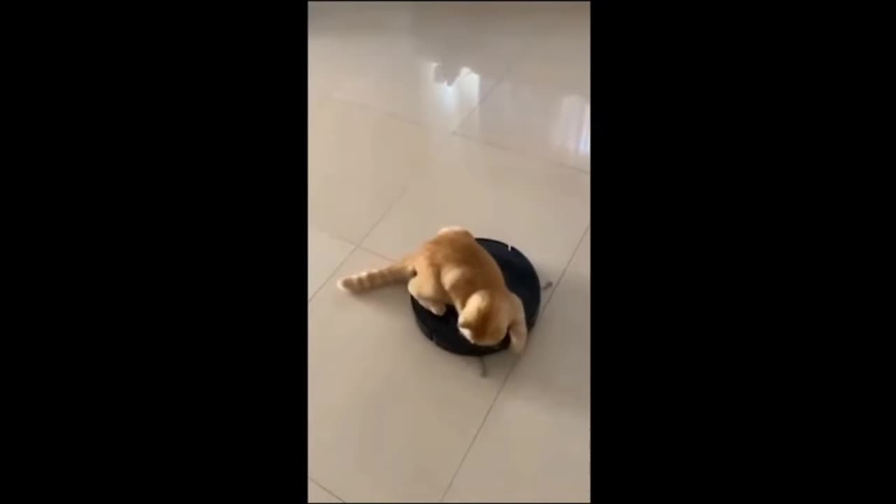 Lovely and funny animals...#dog#cat#Funny animals video😂😍💚🐾🌏🐈⬛