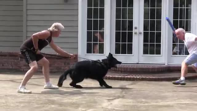 Guard Dog Training Step by Step!