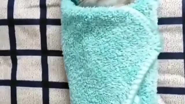 Whose cat is this