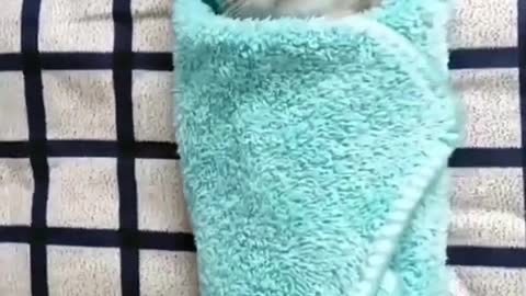 Whose cat is this