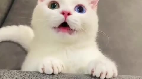 Funny Dogs And Cats Videos 2023 😅👌