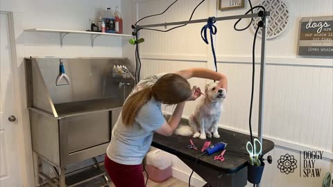 Time Lapse of a cute Malitpoo :)