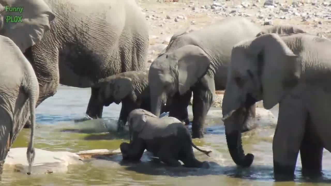 Most Funny and Cute Baby Elephant Videos Compilation