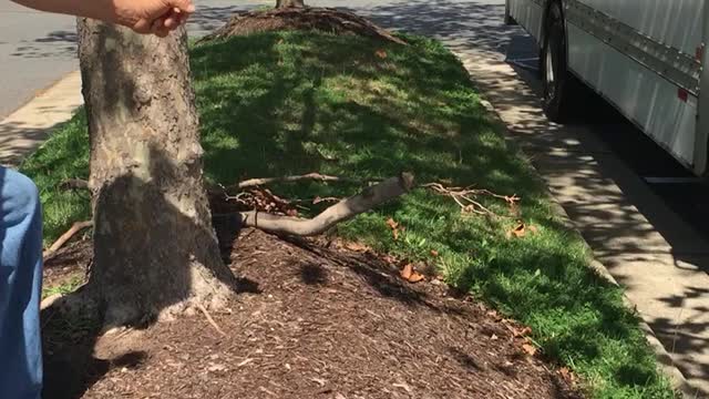 Mulch Volcano
