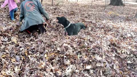 Happy Dog playing in the leaves with Children