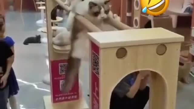 Kitty Olympics 😂😂 - Funny Kitten Videos 2021 😂😂 #shorts