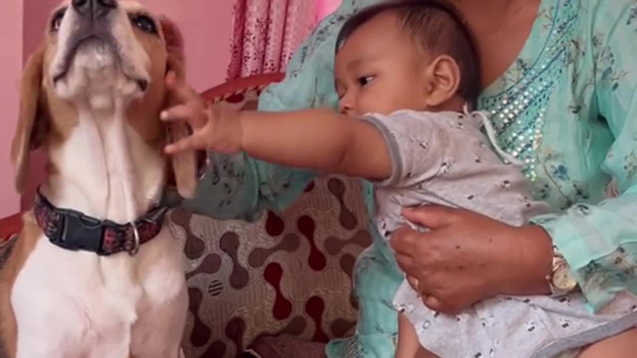 Baby and dog videos are my favourite