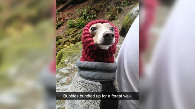 Hilarious Dog Snapchats That Are Impawsible Not To Laugh About