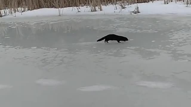 Nutria Masha. beautiful animal