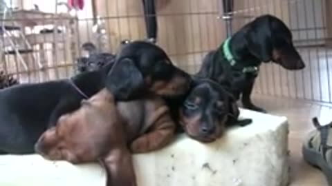 ❤🐶 😂 🐷❤ Cute 6 Week Old Puppies ❤🐶 😂 🐷❤