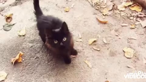 Cute Cat Gif