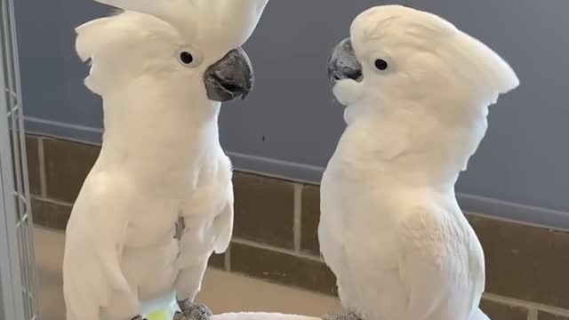 Amazing Cockatoos Dancing....!!!!