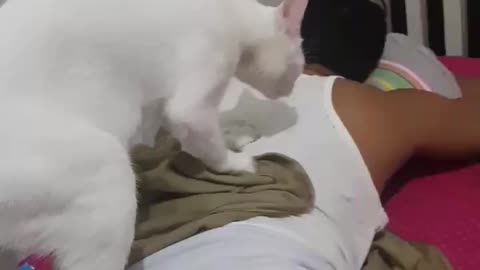 Cat massage part 2. (Follow me)