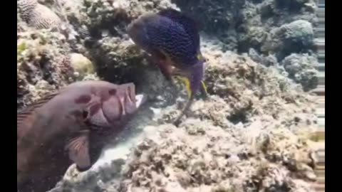 Fish FIGHT