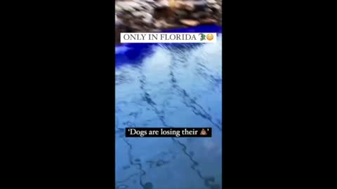 Croc Gets In A Florida Pool