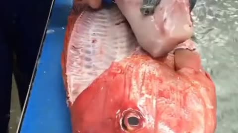 Amazing fish cutting