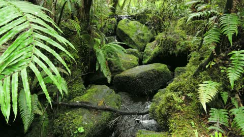 Stream Of Water Passing Through Rock Formations In A Forest